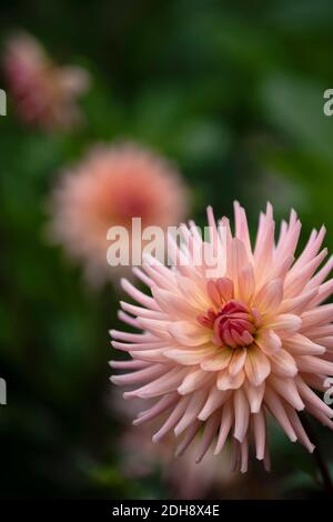 Dahlia, flor de color rosa de las agujas creciendo al aire libre.