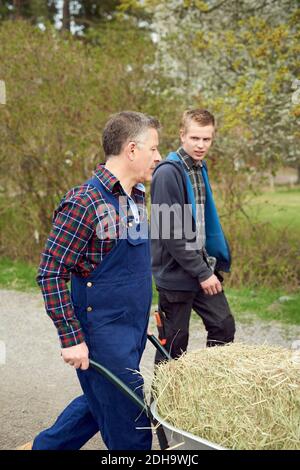 Padre hablando con su hijo mientras lleva heno en carretilla Foto de stock