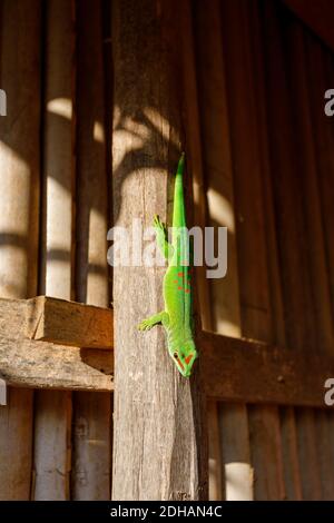Phelsuma madagascariensis es una especie de lagartija diurna Madagascar Foto de stock