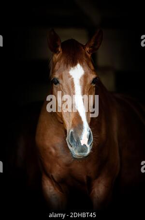 Retrato de caballo Foto de stock