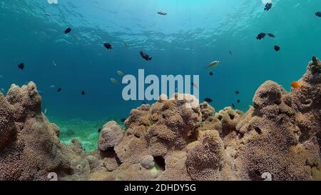 Colorido arrecife de coral tropical. Arrecife de coral tropical. Peces subacuáticos y corales. Filipinas. Foto de stock