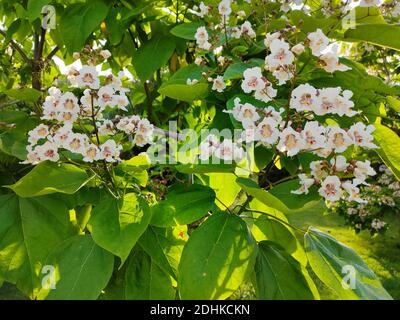Flores blancas de la catalpa meridional, Catalpa bignonioides, Foto de stock