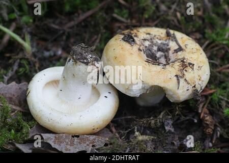 Lactarius evosmus, anteriormente llamado Lactarius zonarius, comúnmente conocido como milkcap afrutado, hongo silvestre de Finlandia Foto de stock