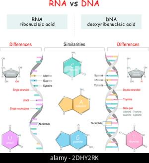 infografía adn y arn espiral estructura del ácido ribonucleico vs