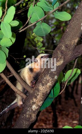 Antóater del Sur, tamandua tetradactyla, Adulto de pie en Branche
