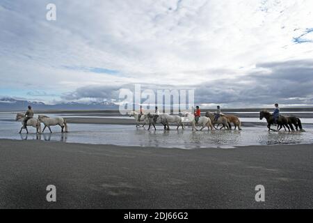 Caballos islandeses en la playa de arena, Husey, Islandia Foto de stock
