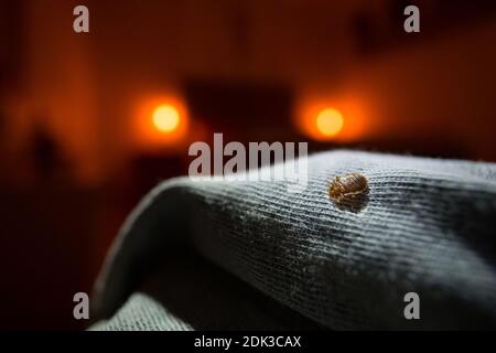 Chinche común (Cimex lectularius) en una cama Foto de stock