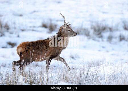 Ciervo rojo corre en la nieve cerca de Loch Awe in Las tierras altas de Escocia
