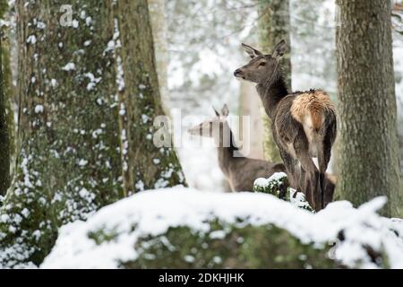 El ciervo rojo en invierno