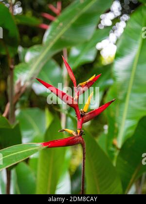 Flor de loro o Heliconia Psittacorum, conocida también como pico de loro, flor  de parakeet y falso pájaro del paraíso, nativa de Sudamérica Fotografía de  stock - Alamy