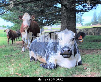 Isla Norfolk. Norfolk Blue Breed of Cow, pastoreo abierto en el Área del Patrimonio Mundial, Kingston, bajo la endémica isla Norfolk Pines. Foto de stock