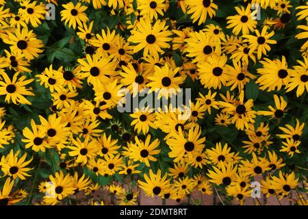 Disparo de fotograma completo de planta con flores de color amarillo