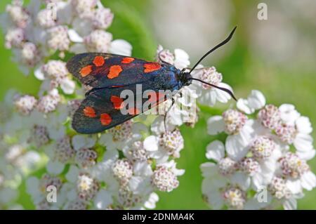 Burnett de seis puntos (Zygaena filipendulae) en flores comunes de Yarrow (Achillea millefolium). Austria