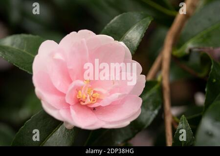 Camellia sasanqua (Plantation Pink) en flor con follaje brillante, planta  natural/flor retrato Fotografía de stock - Alamy