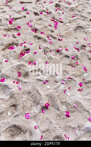 Rosa pedales en la arena Foto de stock
