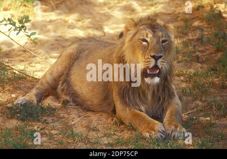 León asiático, Panthera leo leo, descansa en una sombra Foto de stock