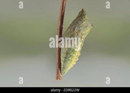 Swallowtail (Papilio machaon), pupa colgando en rama, Alemania Foto de stock