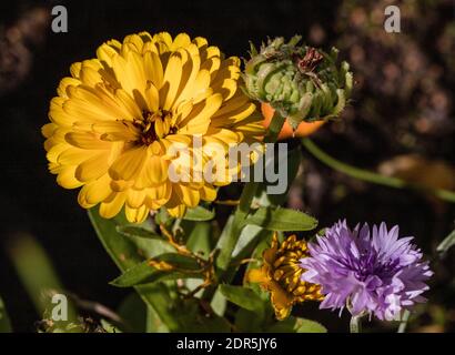 Calendula officinalis 'Fiesta Gitana' Fotografía de stock - Alamy