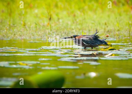 Verde Heron caza de peces por el río Foto de stock