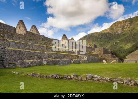 Turismo explorar Machu Picchu, una ciudadela inca del siglo XV considerada por muchos como una de las nuevas siete Maravillas del Mundo. Las alpacas se pastan en la gra Foto de stock