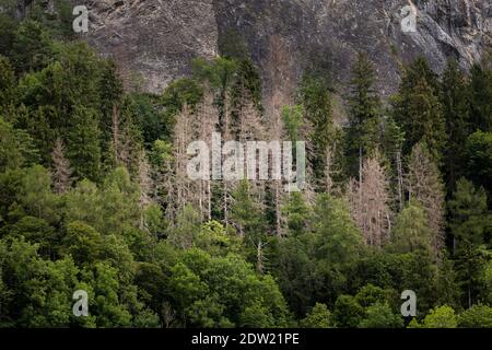 Un grupo de árboles muertos secos en el bosque Foto de stock