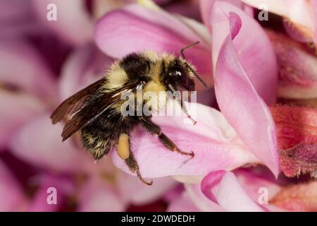 Bumble de cola negra hembra abeja, Bombus melanopygus, Apidae. Longitud del cuerpo 12 mm. Nectaring en la Locust de Nuevo México, Robinia neomexicana, Fabaceae. Foto de stock