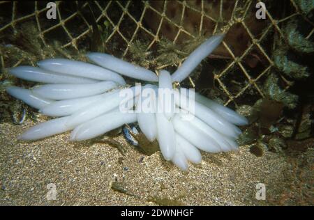 Huevos del calamar común o europeo (Loligo vulgaris) bajo el agua, Reino Unido. Foto de stock