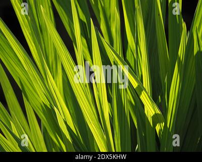 Sol brillando a través de hojas de espada de color verde lima brillante de Iris Bandera Amarilla (Iris pseudacorus) mostrando venas prominentes en Cumbria, Inglaterra, Reino Unido Foto de stock