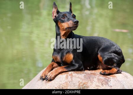 Un negro y rojo marrón miniatura pinscher perro se encuentra en una gran piedra gris junto al agua en verano parque Foto de stock