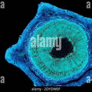 Tallo de escoba. Micrografía ligera (LM) de una sección transversal a través del tallo de una planta común de escoba (Salicornia europaea). Foto de stock