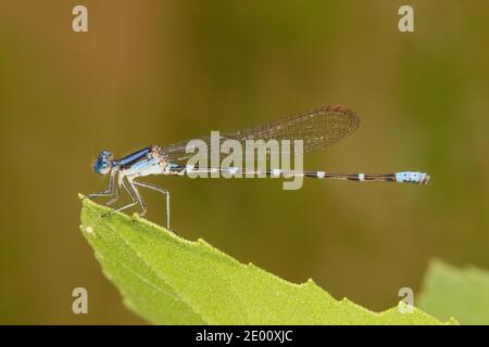 Dancer de anillo azul macho Damselfly, Argia sedula, Coenagrionidae. Foto de stock