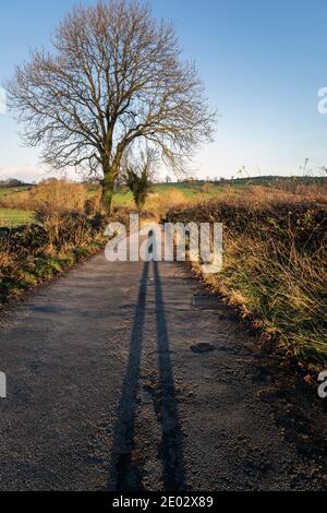 Una larga sombra en un carril campestre al sol de la tarde, Bonsall, Derbyshire Foto de stock