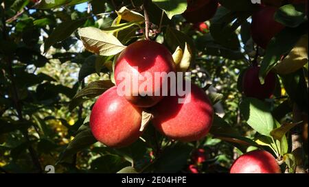 Manzanas Gala maduras en un huerto en las orillas del lago Chelan, Washington. En 2018 las manzanas Gala sobrepasaron a Red Delicious como la manzana de producción más alta i Foto de stock