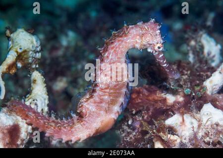 Espinosa seahorse [Hippicampus histrix]. Puerto Valera, Filipinas. Foto de stock
