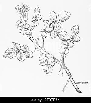 Antiguo grabado de ilustración botánica de Waterpress / Nasturtium officinale, Sisymbrium nasturtium. Planta herbaria medicinal tradicional. Ver Notas