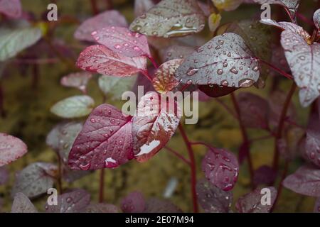 Hojas de espinacas rojas, verduras de hojas de amaranto rojo que crecen en la jardinería de la cocina del patio trasero. La lluvia cae sobre las hojas. Hermosa hoja roja de verduras indias duri