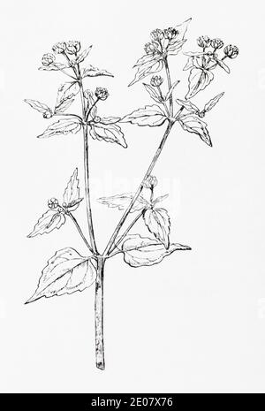 Grabado de ilustración botánica de Galant Soldier / Galinsoga parviflora. Planta herbaria medicinal tradicional. Ver Notas