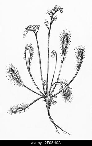 Antiguo grabado de ilustración botánica de Sundew, Sundew de hojas largas / Drosera anglica. Planta herbaria medicinal tradicional. Ver Notas