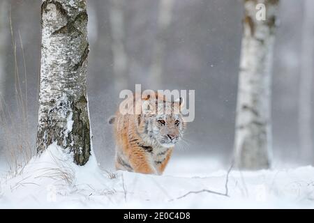Tigre en la naturaleza salvaje del invierno, corriendo en la tormenta de nieve. Tigre siberiano, Panthera tigris altaica. Acción escena de vida silvestre con animales peligrosos. Invierno frío Foto de stock
