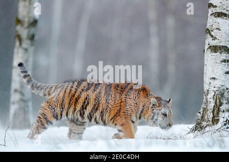 Tigre en la naturaleza salvaje del invierno, corriendo en la tormenta de nieve. Tigre siberiano, Panthera tigris altaica. Acción escena de vida silvestre con animales peligrosos. Invierno frío Foto de stock