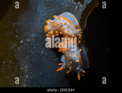 Dos babosas de mar de color naranja (Limacia clariguera) pastando sobre el quelpo, cuerpo blanco con perillas de color naranja al final de los tallos salientes
