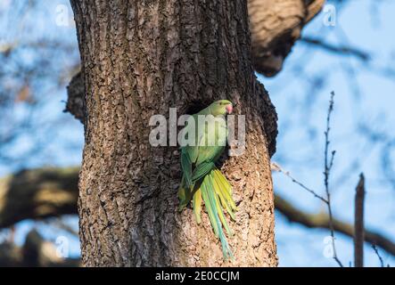 Parakeet de cuello redondo (Psittacula krameri) Foto de stock