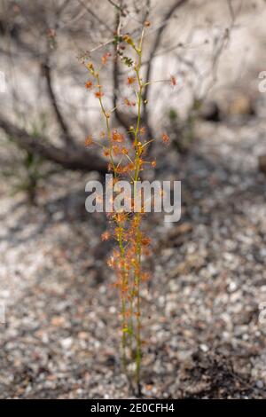 Planta agradable de la formación de tallo Sundew Drosera neesii en natural Hábitat cerca de Walpole en Australia Occidental Foto de stock
