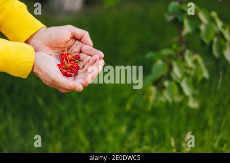 la mano de un hombre está sosteniendo una fruta madura recién recogida de una cereza dulce roja con ramitas y un vinelet sobre un fondo de hierba. primer plano. verano. en blu Foto de stock