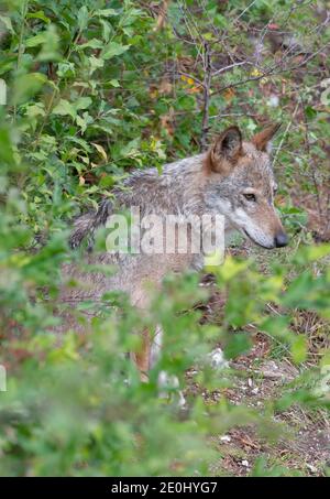 El lobo en la fauna de Civitella Alfedena, Abruzos, Italia Foto de stock