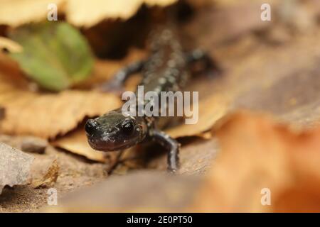 Salamandro esbelo del norte (Plethodon glutinosus) en Estados Unidos, América del Norte