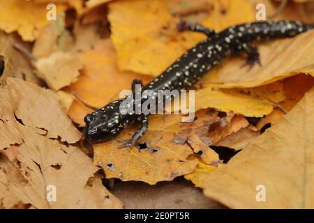 Salamandro esbelo del norte (Plethodon glutinosus) en Estados Unidos, América del Norte