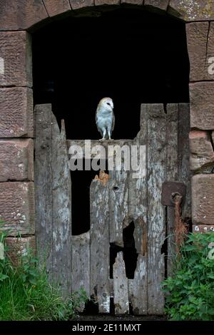 Granero Owl Tyto alba persiguiendo sobre una puerta de madera rota a la entrada de un granero de piedra roja condiciones controladas (cautivas) Foto de stock