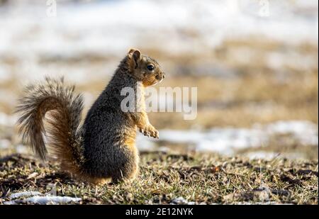 Cute American Red Squirrel (tamiasciurus hudsonicus) vigilante en el parque de invierno Foto de stock