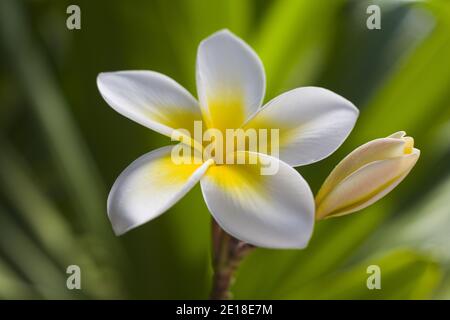 Flores de Plumeria, una flor fragante profundamente ligada a Hawai y su cultura, también llamada ''frangipani